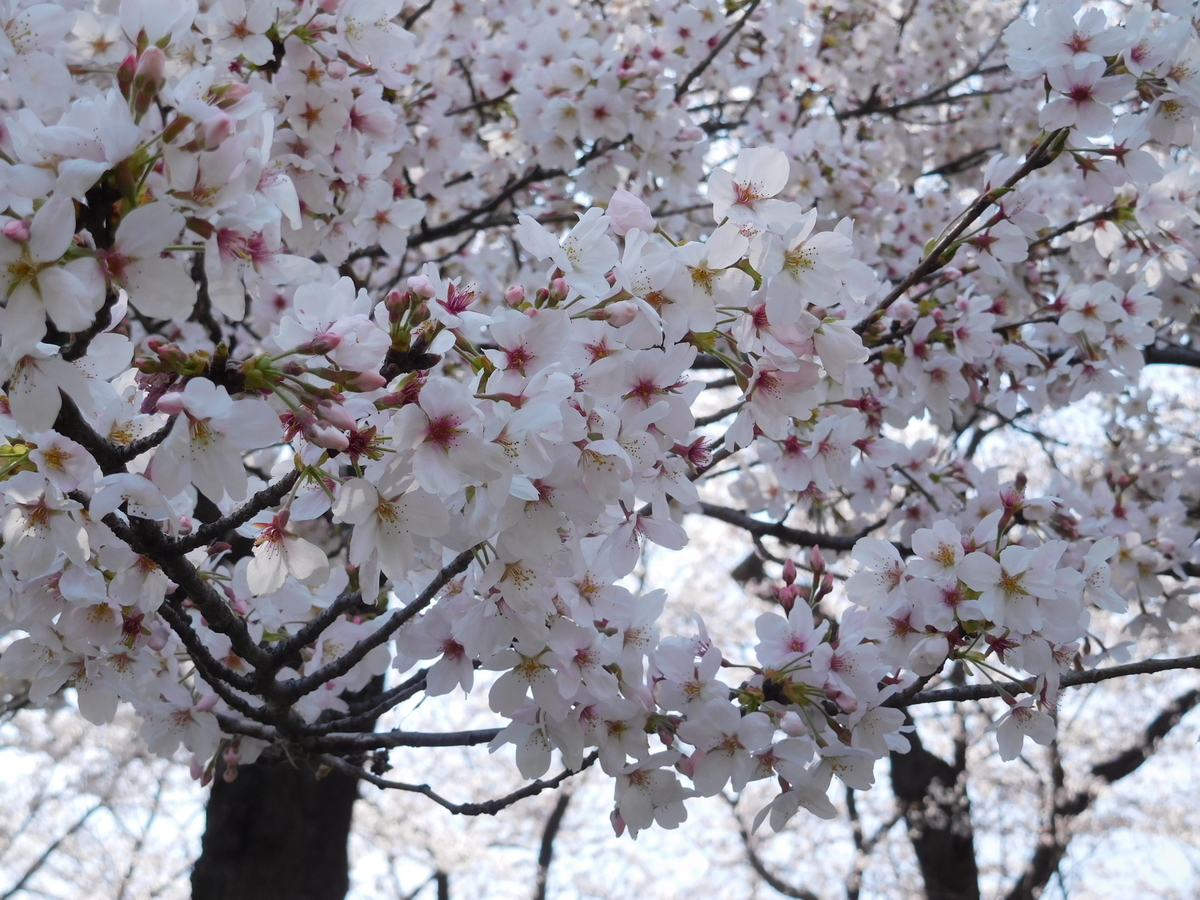 f:id:sakurado:20210328090401j:plain