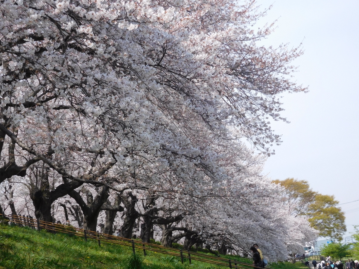 f:id:sakurado:20210328090434j:plain