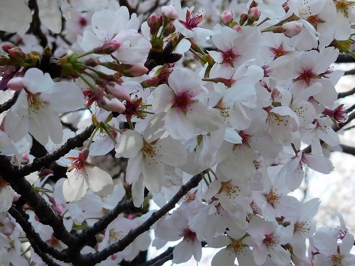 f:id:sakurado:20210406093507j:plain