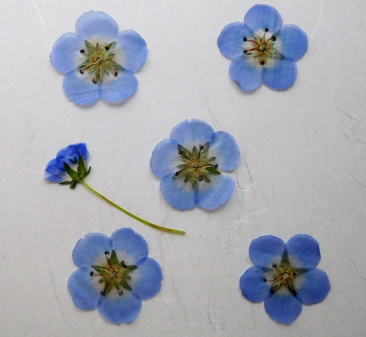 f:id:sakurado:20210406094443j:plain