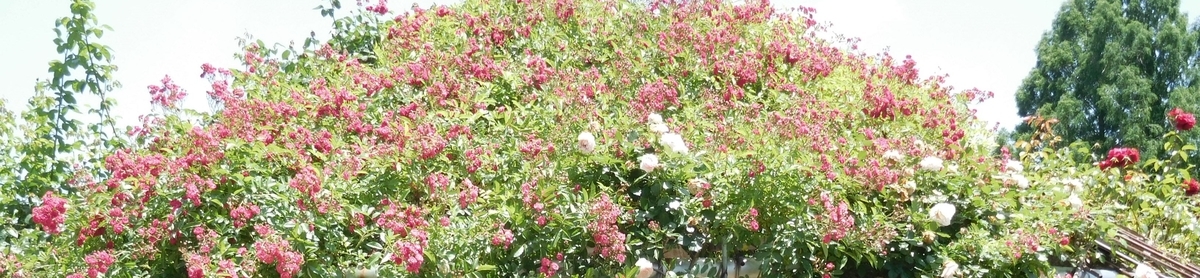 f:id:sakurado:20210430092035j:plain