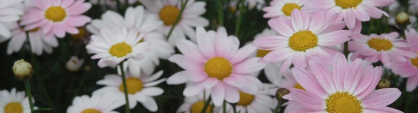 f:id:sakurado:20210514120127j:plain