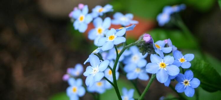 f:id:sakurado:20210520114439j:plain