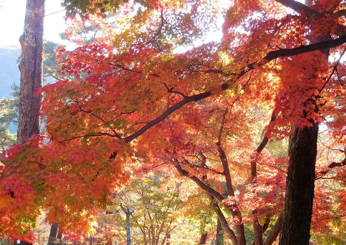 f:id:sakurado:20211124102208j:plain