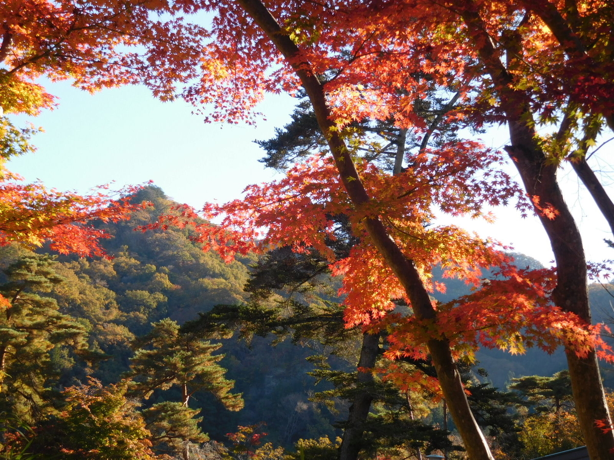 f:id:sakurado:20211124102321j:plain