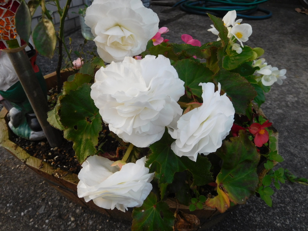 f:id:sakurado:20211128110632j:plain