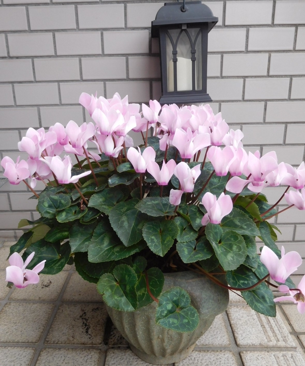 f:id:sakurado:20211209102658j:plain