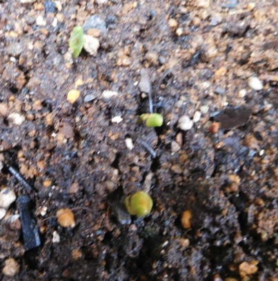 f:id:sakurado:20220111104740j:plain