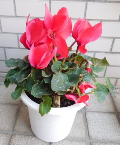 f:id:sakurado:20220203094451j:plain