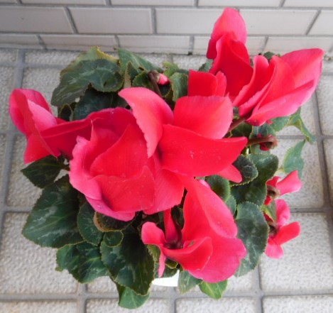 f:id:sakurado:20220203094708j:plain