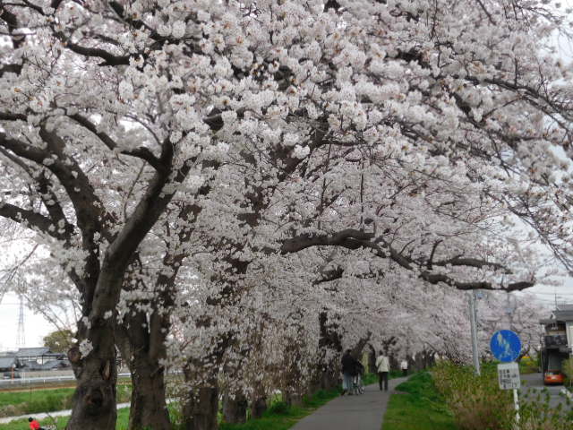 f:id:sakurado:20220401092402j:plain