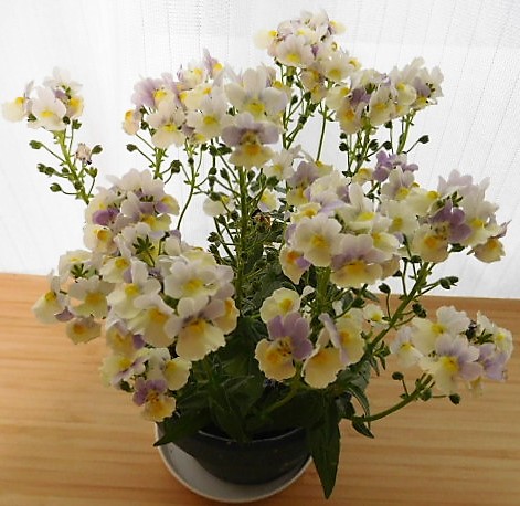 f:id:sakurado:20220404104824j:plain
