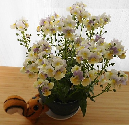 散歩でお花 今日の花はこれ ネメシア ピンクレモネードです 桜さくら堂