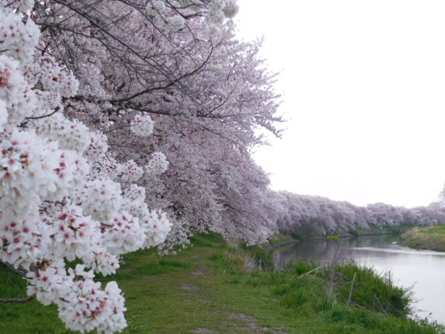 f:id:sakurado:20220407081013j:plain