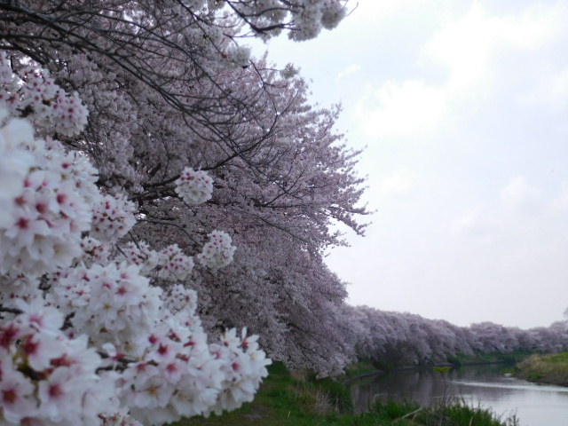 f:id:sakurado:20220407081059j:plain