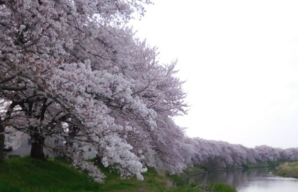 f:id:sakurado:20220407081925j:plain