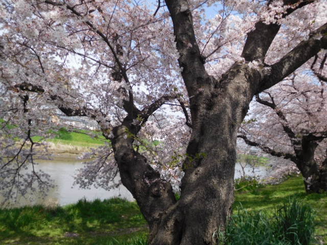 f:id:sakurado:20220407082011j:plain