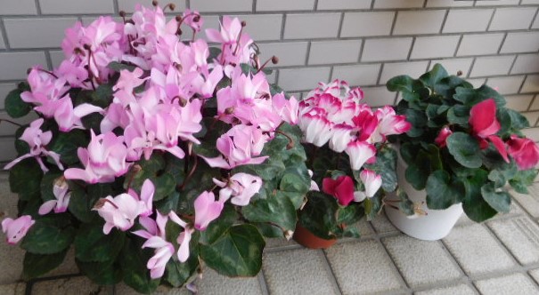 f:id:sakurado:20220411095718j:plain