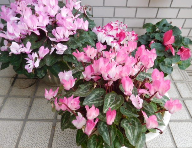 f:id:sakurado:20220411100445j:plain