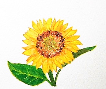 真夏の太陽の花 向日葵 ひまわり を描きました 桜さくら堂