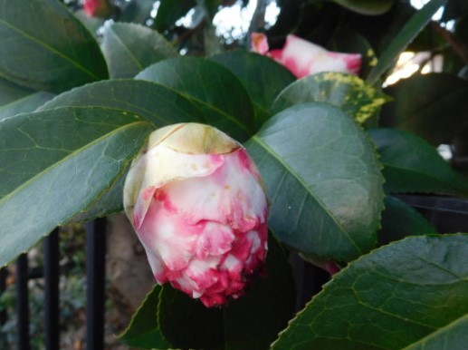 八重咲のしぼり模様の山茶花が 愛しの植物さん歩 散歩 桜さくら堂