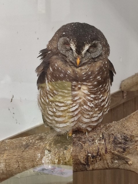 f:id:sakurafubukimau:20221106103952j:image f:id:sakurafubukimau:20221106103952j:image