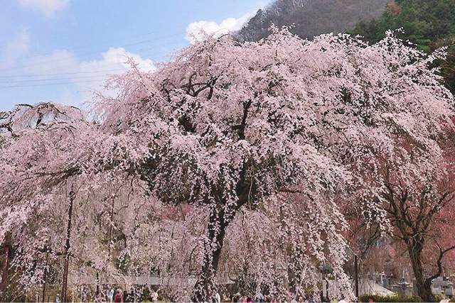 f:id:sakuraginaoto:20150328151717j:plain f:id:sakuraginaoto:20150328151717j:plain