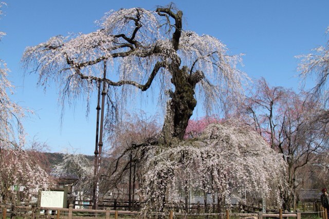 f:id:sakuraginaoto:20150328153341j:plain f:id:sakuraginaoto:20150328153341j:plain