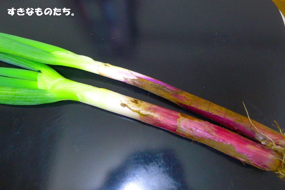 らでぃっしゅぼーや・あかねぎ