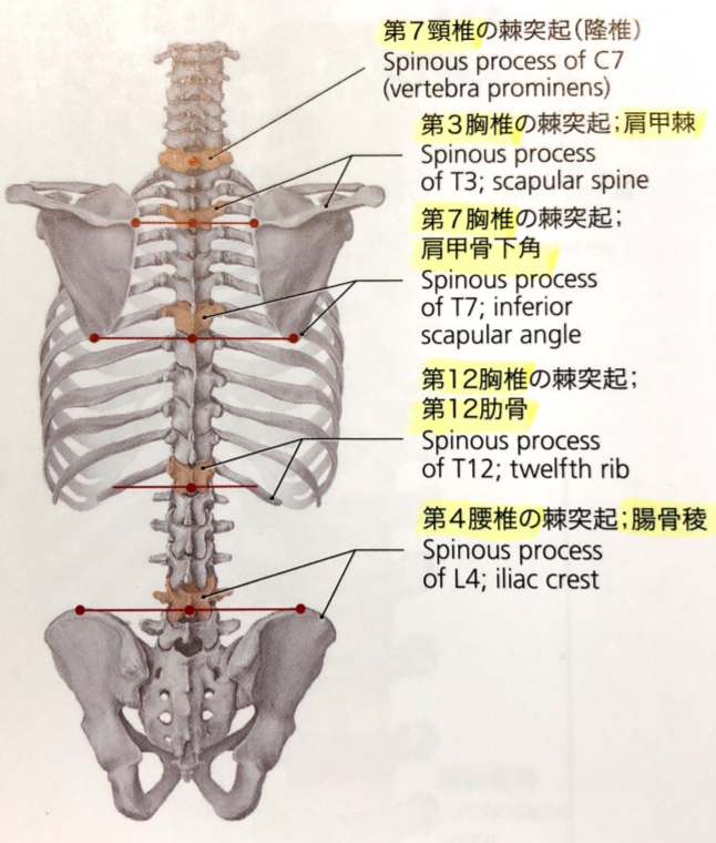 良い姿勢とは 野球 理学療法士