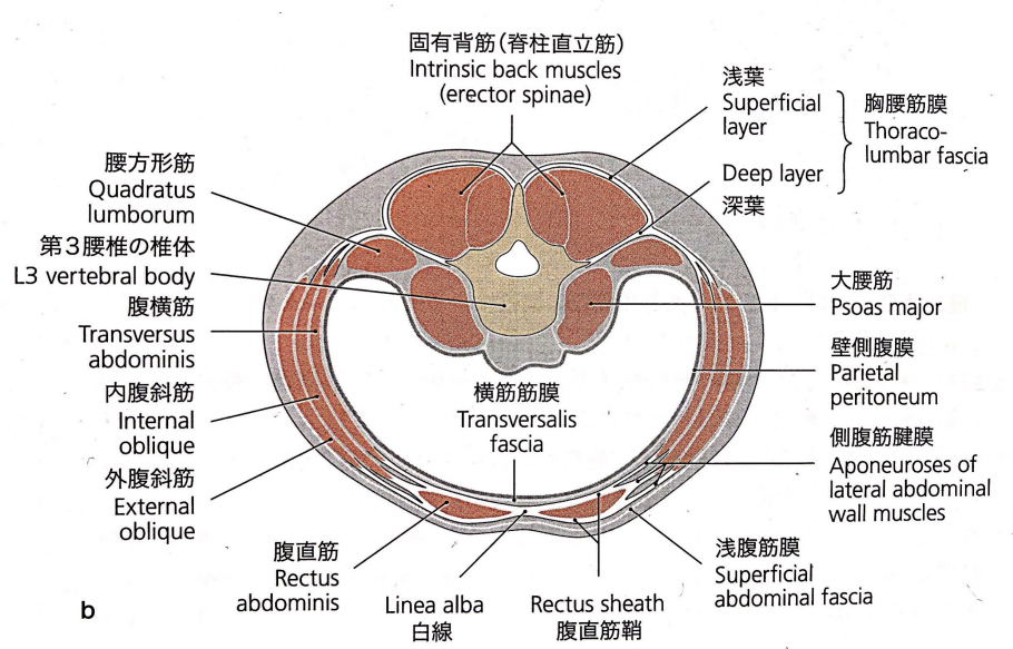 腹直筋 野球 理学療法士