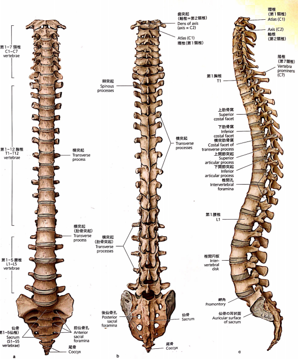 脊柱・骨盤のテクニック 姿勢と脊柱 - 野球 × 理学療法士