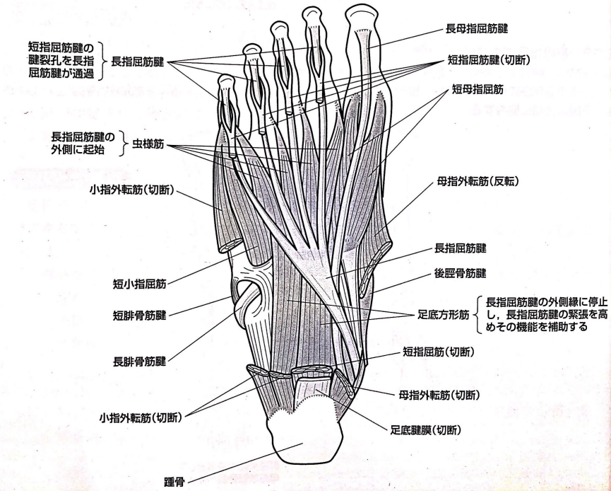 長趾屈筋 野球 理学療法士
