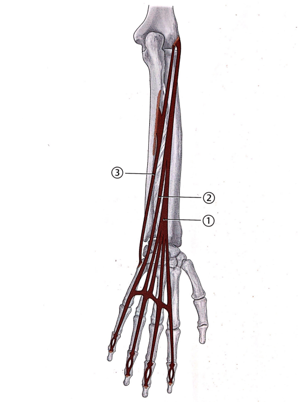f:id:sakuraiku:20210125093728p:plain