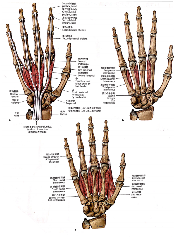 掌側骨間筋