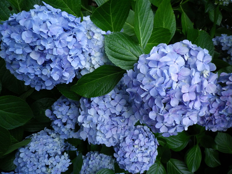 穴場から名所まで 今が見頃 あじさいが美しすぎる鎌倉のおすすめ紫陽花寺 桜色のブログ