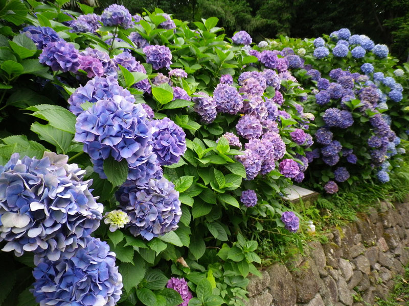 都電好きも必見 飛鳥山公園 京浜東北の線路沿いは紫陽花天国だった 彡 桜色のブログ