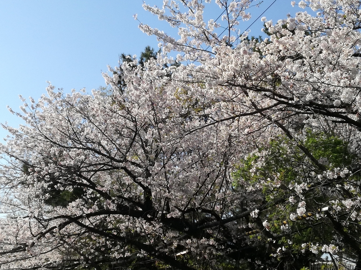 f:id:sakurakokun:20200408201207j:plain