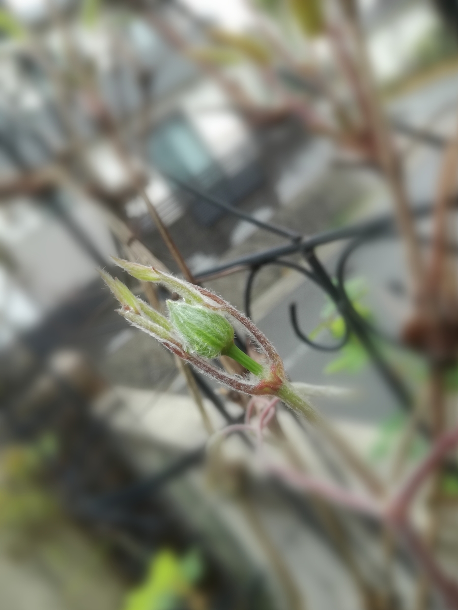 f:id:sakurakokun:20210324221341j:plain