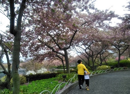 f:id:sakurakoman:20180329152903j:plain