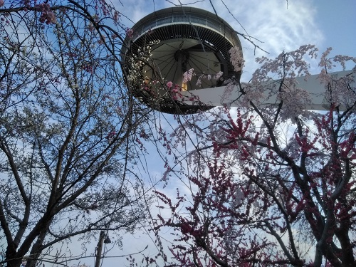 f:id:sakurakoman:20180329153531j:plain