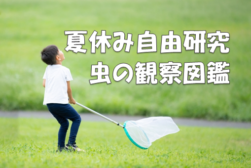 小学生の夏休み自由研究 3年生編 近所の公園の虫の観察図鑑を作成 手順やまとめ方 実例有 さくらこルーム