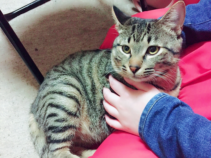 f:id:sakurakura0:20180429122244j:plain f:id:sakurakura0:20180429122244j:plain