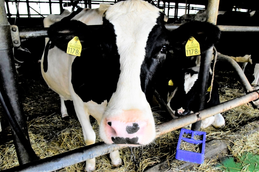 f:id:sakurakura0:20180609203300j:plain f:id:sakurakura0:20180609203300j:plain