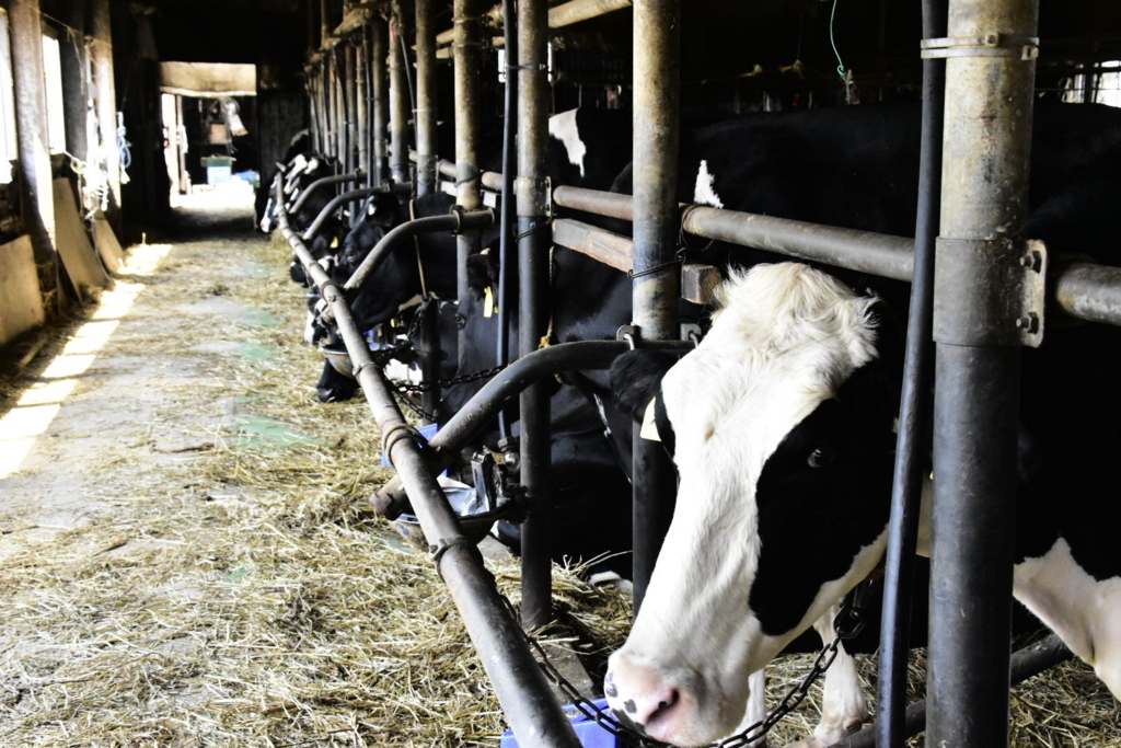 f:id:sakurakura0:20180610194629j:plain f:id:sakurakura0:20180610194629j:plain