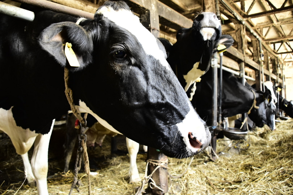 f:id:sakurakura0:20180610194647j:plain f:id:sakurakura0:20180610194647j:plain