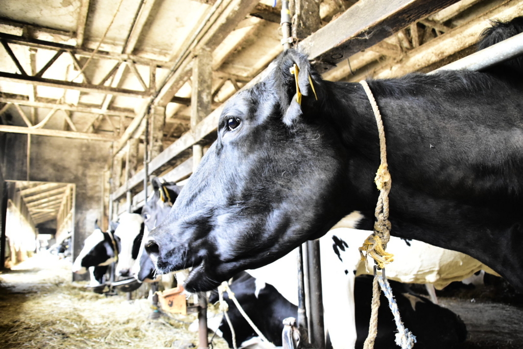 f:id:sakurakura0:20180610194652j:plain f:id:sakurakura0:20180610194652j:plain