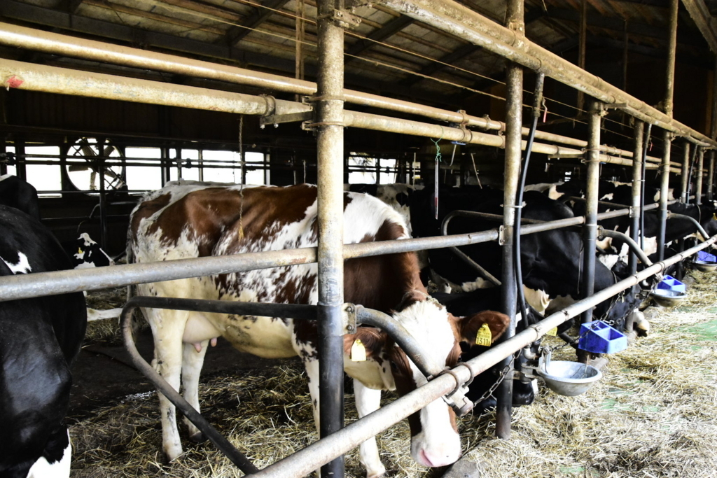 f:id:sakurakura0:20180610194730j:plain f:id:sakurakura0:20180610194730j:plain