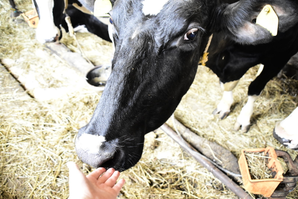 f:id:sakurakura0:20180610194732j:plain f:id:sakurakura0:20180610194732j:plain