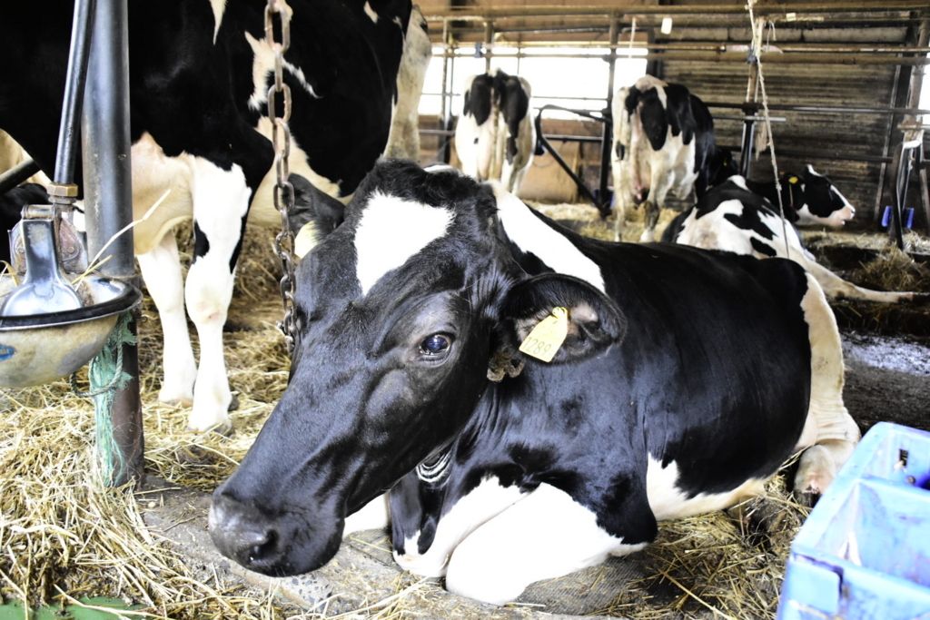 f:id:sakurakura0:20180610194736j:plain f:id:sakurakura0:20180610194736j:plain